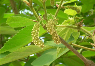 蒸構樹花兒孕婦可以吃嗎？孕婦可以吃蒸構樹花兒嗎？