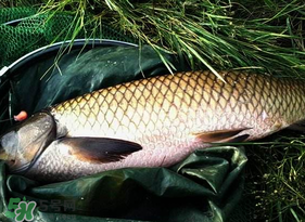 4月份可以釣草魚嗎？4月份如何釣草魚？