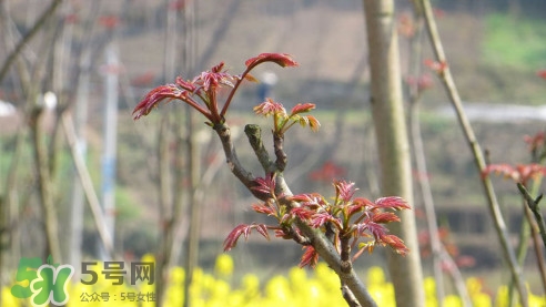 香椿葉能吃嗎？香椿葉孕婦能吃嗎？