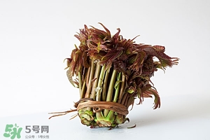 香椿樹什么時候發芽？香椿樹什么時候種植