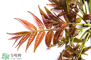 香椿樹什么時候發芽？香椿樹什么時候種植