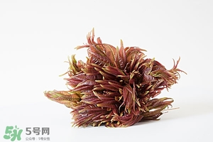 香椿樹什么時候發芽？香椿樹什么時候種植