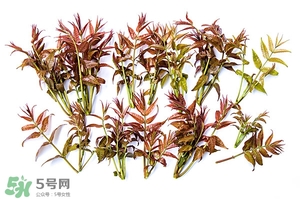 香椿樹什么時候發芽？香椿樹什么時候種植