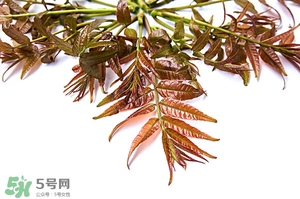 香椿樹什么時候發芽？香椿樹什么時候種植