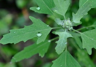 灰菜能生吃嗎？灰菜怎么做好吃