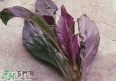 紅背菜不能什么一起吃?紅背菜和什么食物相克?