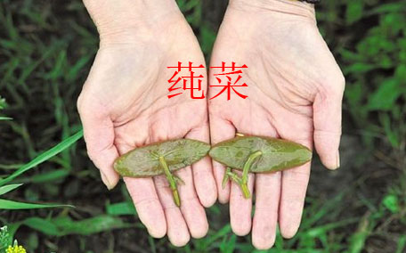 莼菜怎么讀？莼菜是哪里的特產(chǎn)