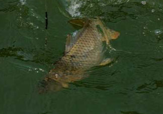 谷雨好釣魚(yú)嗎？谷雨釣魚(yú)用什么餌料？