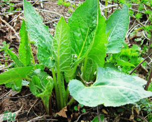 大耳毛野菜怎么吃？大耳毛野菜的做法