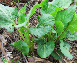 大耳毛野菜怎么吃？大耳毛野菜的做法