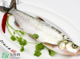 白條魚怎么釣？如何釣白條魚技巧