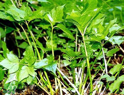 大葉芹怎么吃？大葉芹的做法？