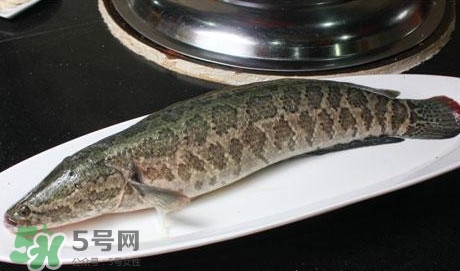 黑魚能和豆腐一起吃嗎？豆腐可以和黑魚一起吃嗎