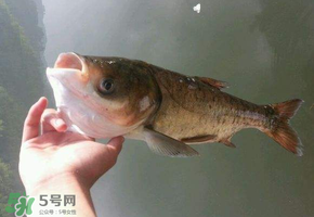 五月份能釣鰱魚嗎？五月份釣什么魚？