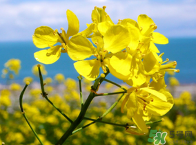 五月份還有油菜花嗎？5月份還有油菜花嗎？