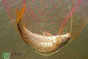 立夏怎么釣鯉魚？立夏釣鯉魚用什么餌料？