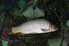 立夏怎么釣鯉魚？立夏釣鯉魚用什么餌料？