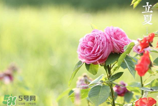 立夏開什么花？立夏有什么花？