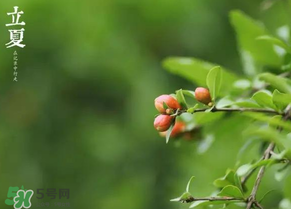 立夏要注意什么？立夏養生禁忌