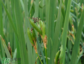 端午節為什么要掛菖蒲？端午節掛菖蒲的好處