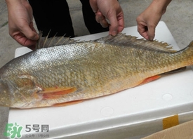 黃唇魚是海魚嗎？黃唇魚是海鮮嗎