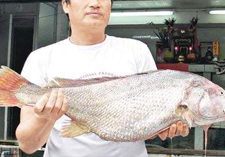 黃唇魚(yú)鰾是魚(yú)肚嗎？黃唇魚(yú)鰾是魚(yú)泡嗎