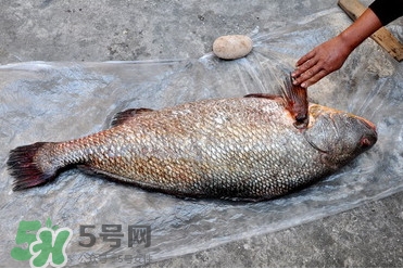 黃唇魚是海魚嗎？黃唇魚是海鮮嗎