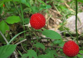 野草莓怎么吃？野草莓怎么清洗