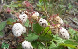 野草莓能吃嗎？野草莓圖片