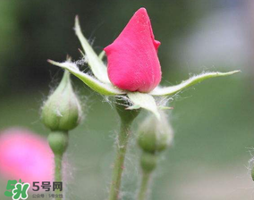 月季從有花苞到開花需要多久？月季花苞到開花要多久？