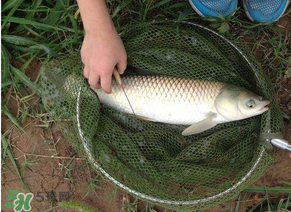 五月份能釣草魚嗎？五月份釣草魚用什么餌料？