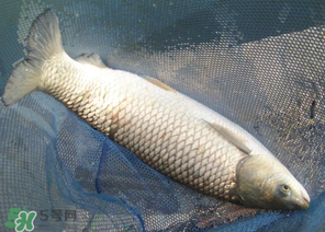 5月份怎么釣草魚？五月份怎么釣草魚？