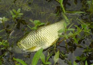 五月份能釣草魚嗎？五月份釣草魚用什么餌料？