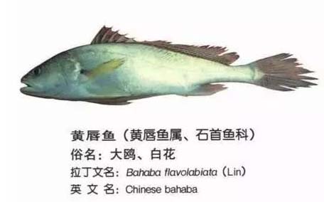 黃唇魚