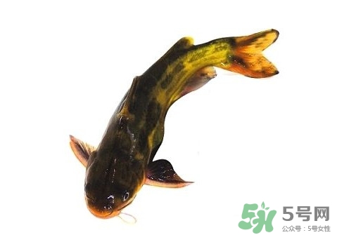 黃顙魚有毒嗎？黃顙魚的營養價值