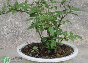 盆栽樹莓怎么養？盆栽樹莓的種植方法