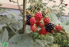 盆栽樹莓怎么養？盆栽樹莓的種植方法