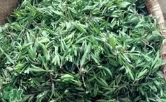 山馬菜是什么菜?山馬菜長什么樣子?