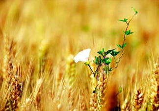 2017年芒種是幾月幾日？芒種是什么意思