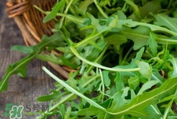 芝麻菜的營養價值_芝麻菜的功效與作用及食用方法