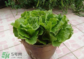 六月份可以種生菜嗎？夏天可以種生菜嗎？