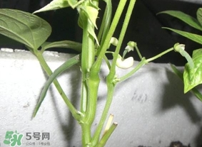 刀豆什么時候播種？刀豆幾月份播種