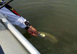 釣海鱸魚什么時候最好？釣海鱸魚用什么樣的魚餌？