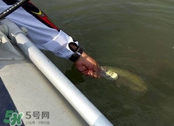 釣海鱸魚什么時(shí)候最好？釣海鱸魚用什么樣的魚餌？