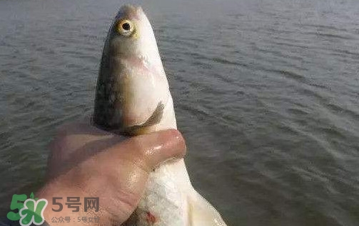 釣海鱸魚什么時(shí)候最好？釣海鱸魚用什么樣的魚餌？