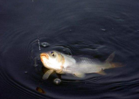 六月份怎么釣鯽魚？6月份釣鯽魚用什么餌料？