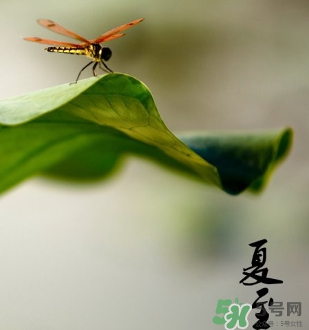 夏至是夏天的開始嗎 夏至是幾月幾日