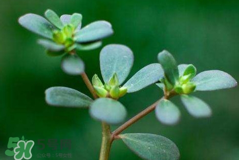 螞蚱菜洗好后怎么保存？剛采的螞蚱菜能存放幾天