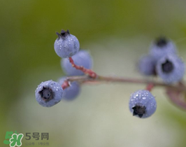 野生藍莓多少錢一斤？野生藍莓多少錢一箱？