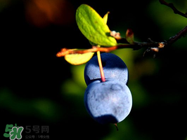 野生藍莓多少錢一斤？野生藍莓多少錢一箱？